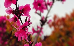 迈开腿我可以尝尝你的小森